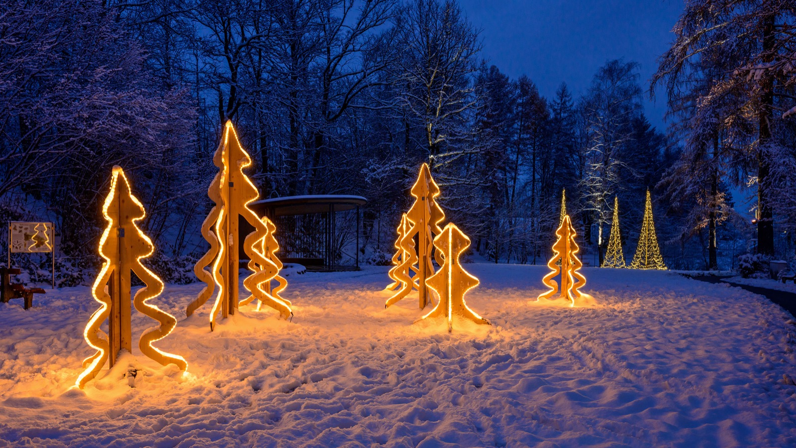 Leuchtende Baum-Silhouetten im winterlichen Lichterwald von Scheidegg zur blauen Stunde